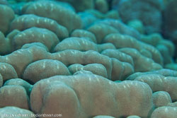 BD-100924-Fury-Shoal-2379-Porites-sp.-Link.-1807-[Hump-coral].jpg